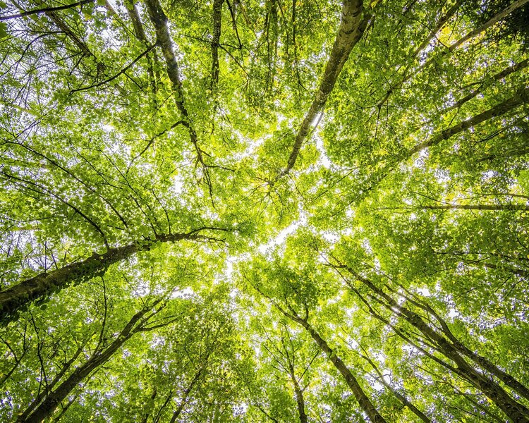 forest-trees-perspective-bright-957024.jpeg
